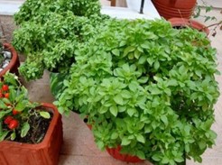 فرهیخته پویش رایان طبرستان