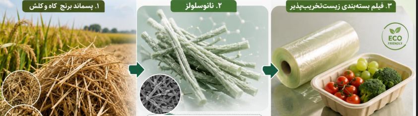 هسته مازند زیست فناور 